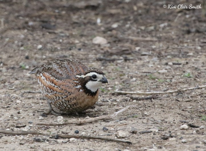 Northern Bobwhite quail w sig