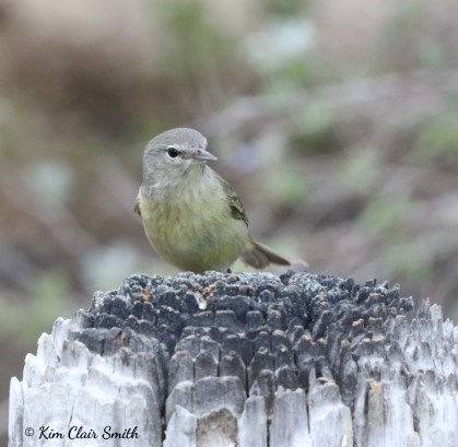 Orange-crowned warbler better shot w sig