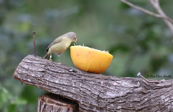 Orange-crowned warbler eating an orange - w sig