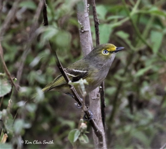 White-eyed Vireo - Santa Ana NWR w sig