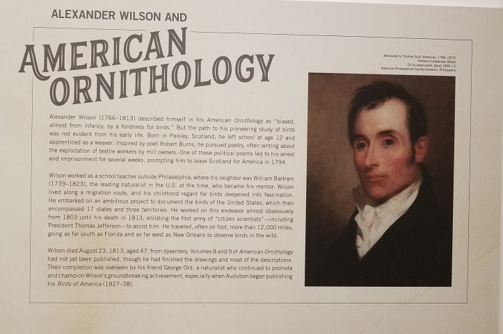 Before Audubon - Alexander Wilson exhibit at TMA - about Wilson