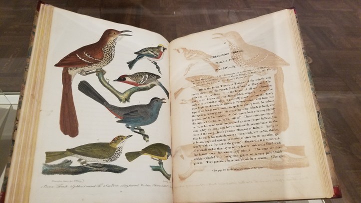 Before Audubon - Alexander Wilson exhibit - Brown Thrasher Volume 2