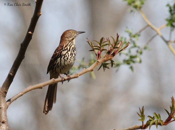 Brown Thrasher at Magee w sig