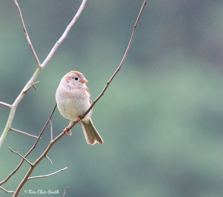 Field Sparrow at Oak Openings w sig Kim Smith