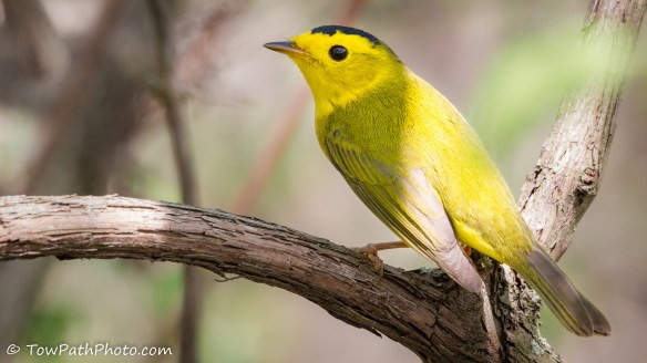 Wilson's Warbler by Kevin Vance via Flickr Creative Commons license