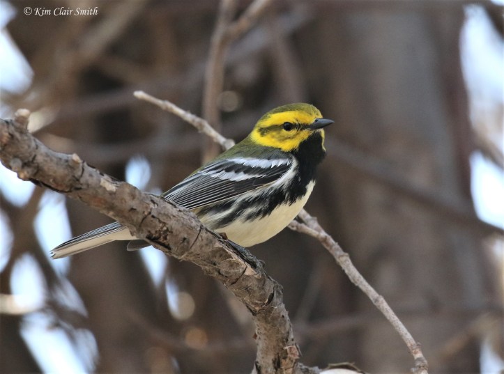 Black-throated Green warbler 2018 Magee