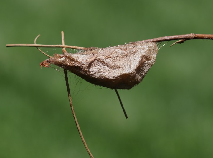 Cecropia moth cocoon