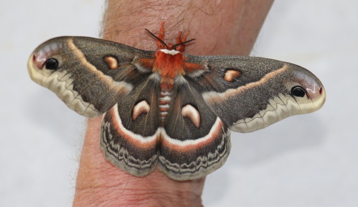 Cecropia moth on Rick's arm - full view from above