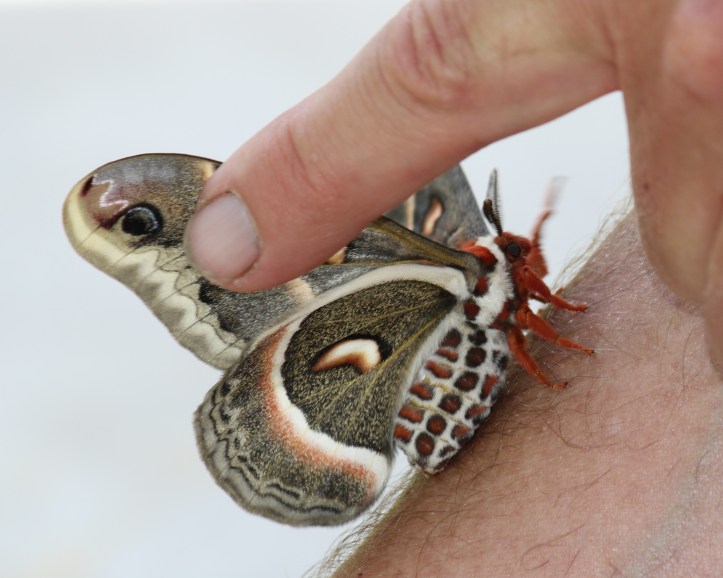 Cecropia moth showing underwings and abdomen pattern