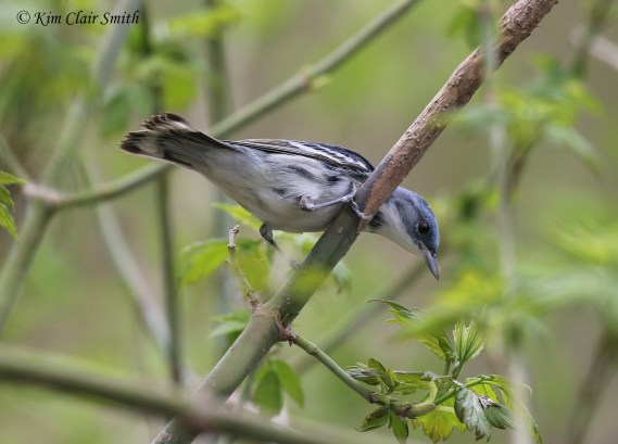 Cerulean Warbler - Magee 2018 w sig