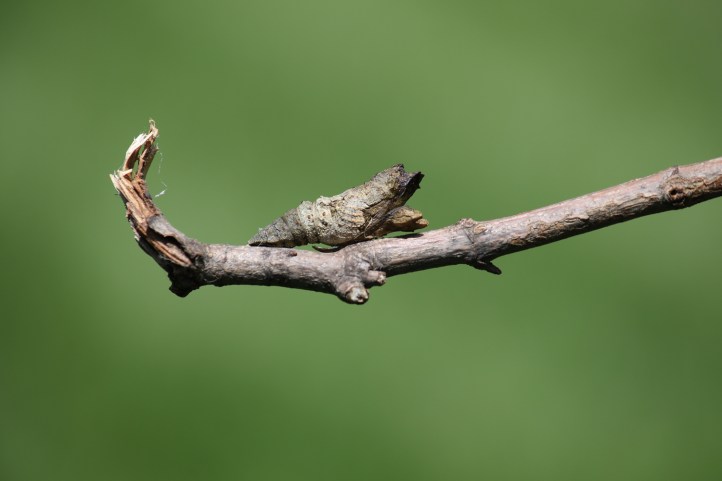 Giant swallowtail chrysalis after the butterfly has emerged - smaller file size