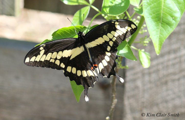 Giant Swallowtail on wafer ash tree w sig