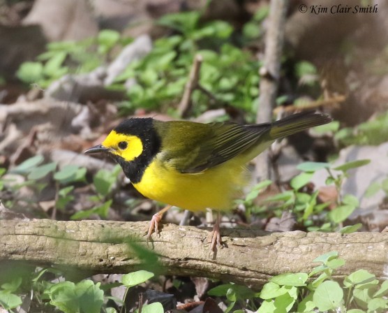 Hooded Warbler - Metzger 2018 (2) w sig