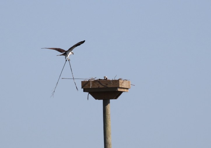 Osprey building nest at Howard Marsh