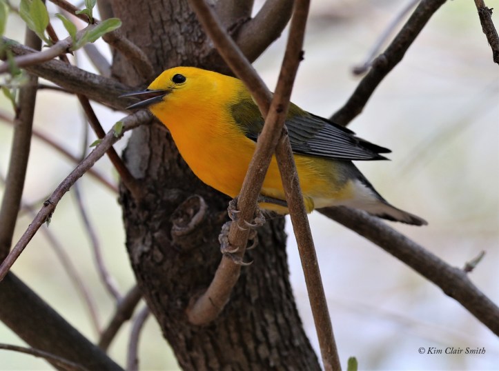 Prothonotary warbler
