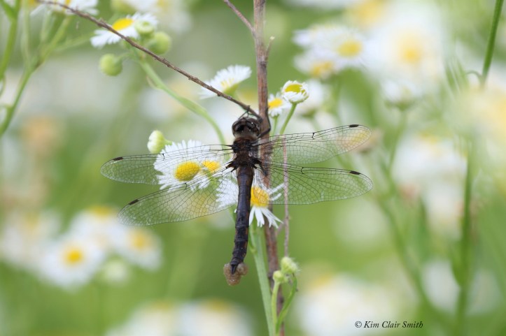Baskettail species with eggs w sig