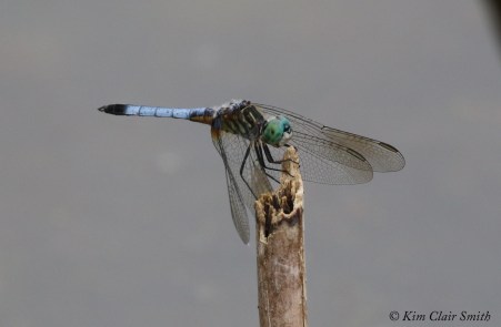 Blue dasher - WW Knight w sig
