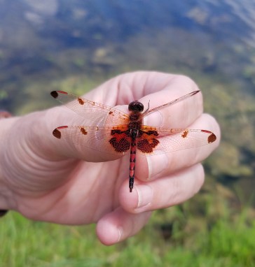 Calico Pennant dragonfly in the hand
