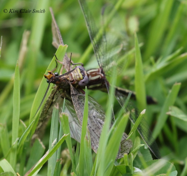 Clubtail with fishfly prey - series for blog (2) w sig