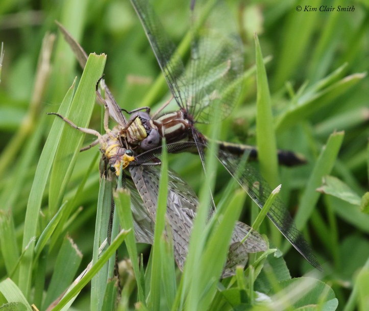 Clubtail with fishfly prey - series for blog (3) w sig