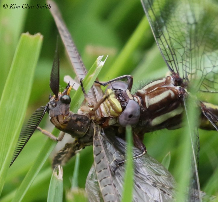 Clubtail with fishfly prey - series for blog (5) w sig