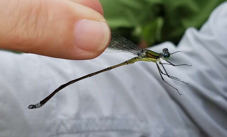 Elegant spreadwing held by Linda Gilbert