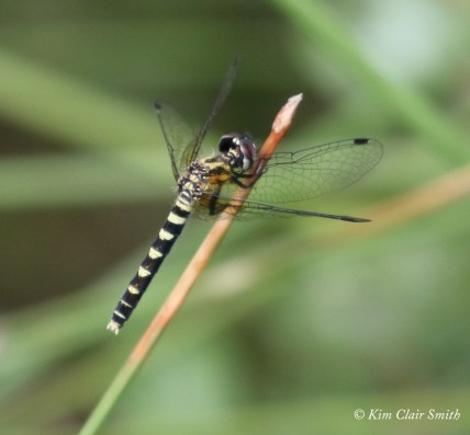 Elfin Skimmer female for blog