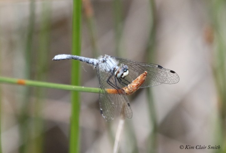 Elfin Skimmer for blog