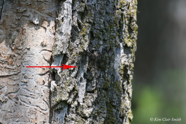 Gray Petaltail camoflage with arrow