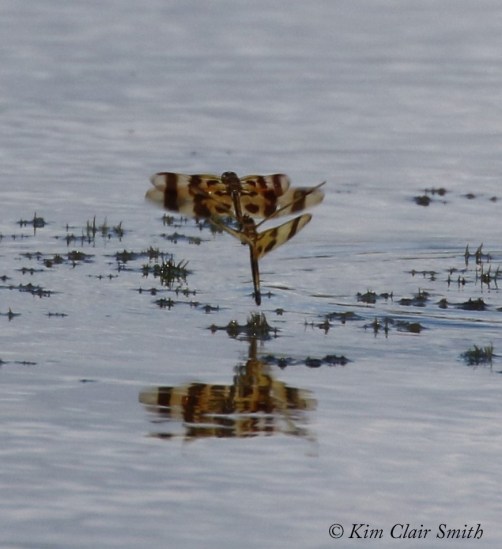 Halloween Pennants in tandem ovipositing w sig