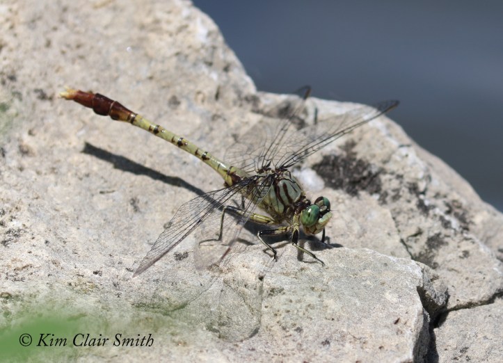 Jade Clubtail LIFER nice face shot for blog