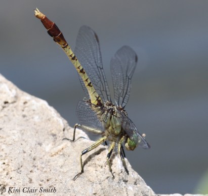 Jade Clubtail LIFER obelisking for blog