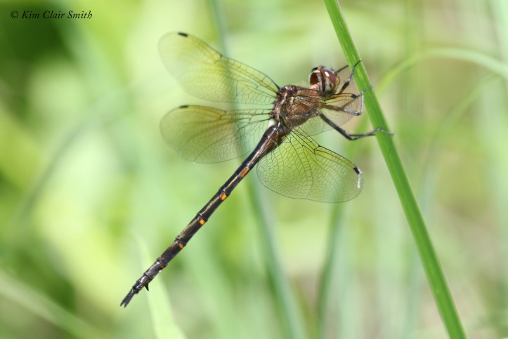 Mocha Emerald dragonfly