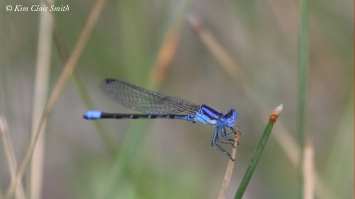 Paiute Dancer for blog