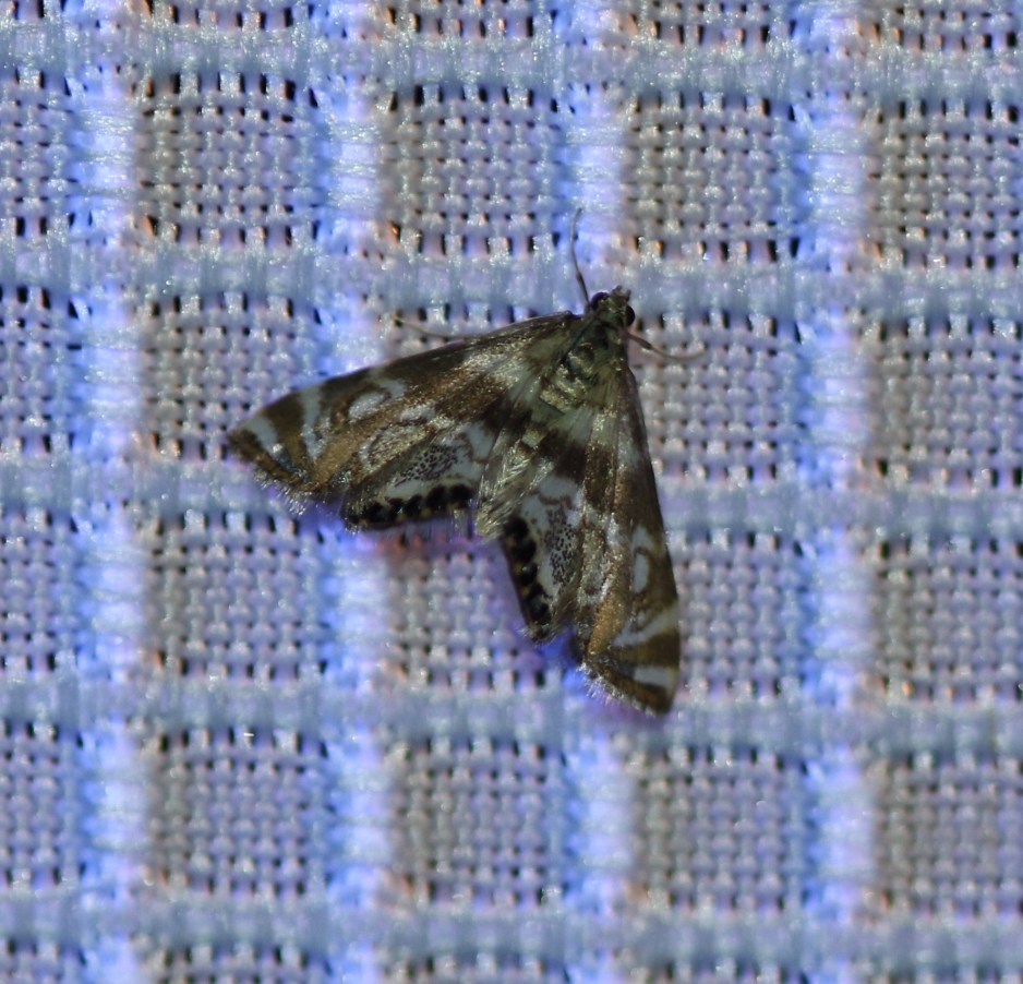 Two-banded Petrophila - Petrophila bifascialis