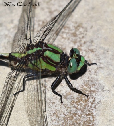 Riffle Snaketail - LIFER head crop w sig