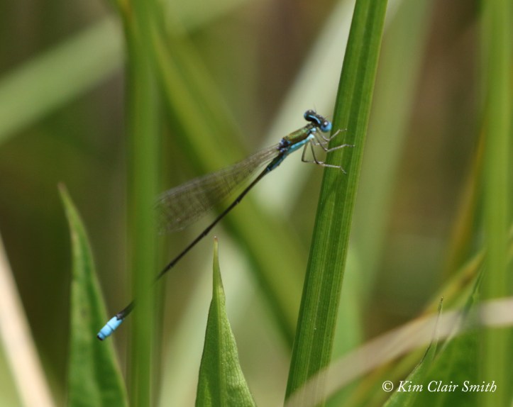 Sphagnum sprite LIFER for blog