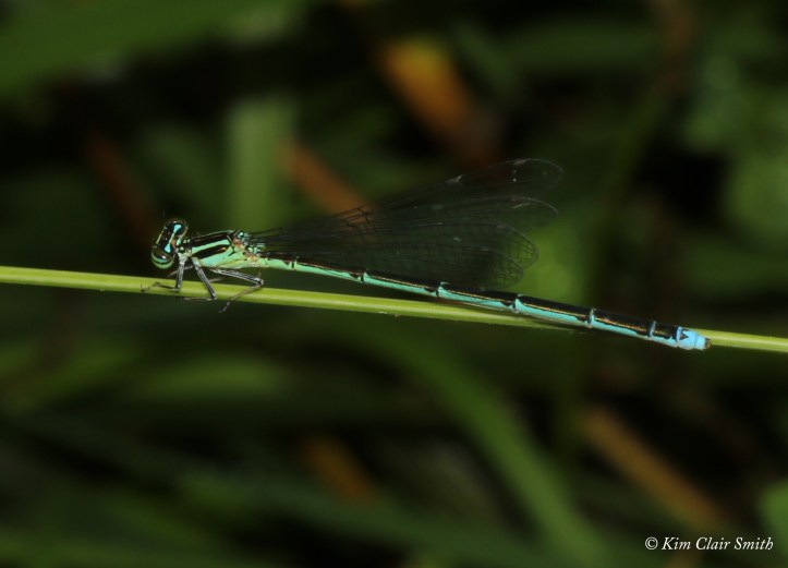 Stream Bluet female w sig