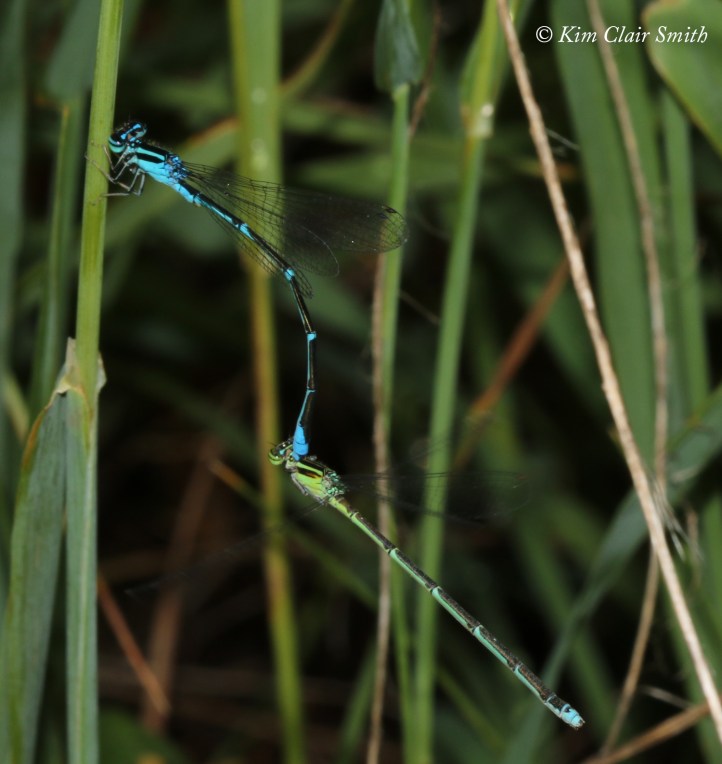 Stream bluet pair in tandem - step 1 - w sig