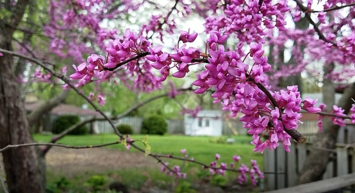 Backyard preview through redbud blooms - blog teaser