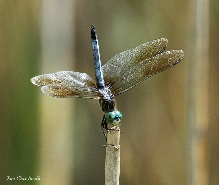 Blue Dasher w sig