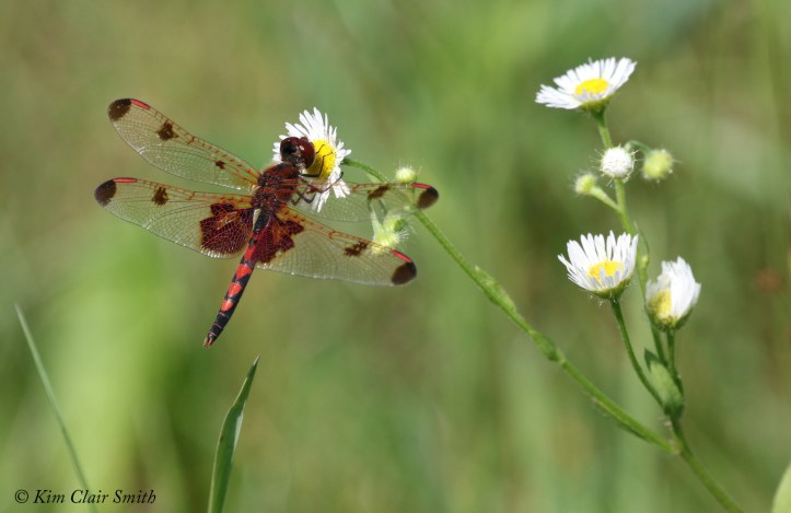 Calico Pennant w sig