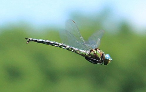 Cyrano Darner by LadyDragonflyCC via Flickr Creative Commons license