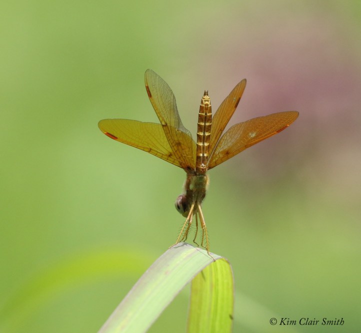 Eastern amberwing