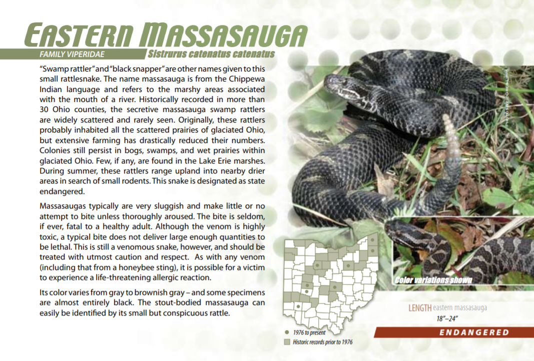 Eastern Massasauga rattlesnake Ohio