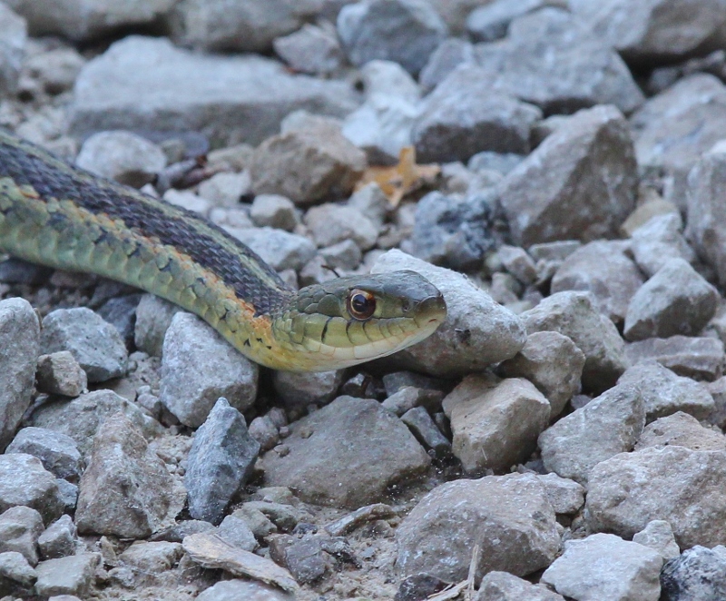 Garter snake head closeup (800x662)