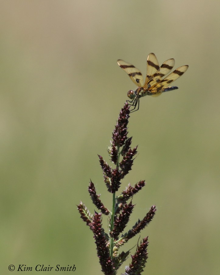 Halloween Pennant
