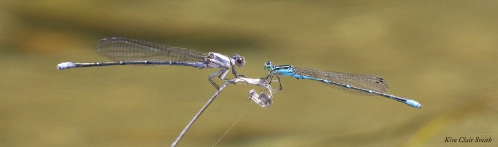 Powdered dancer and Stream bluet face-off w sig