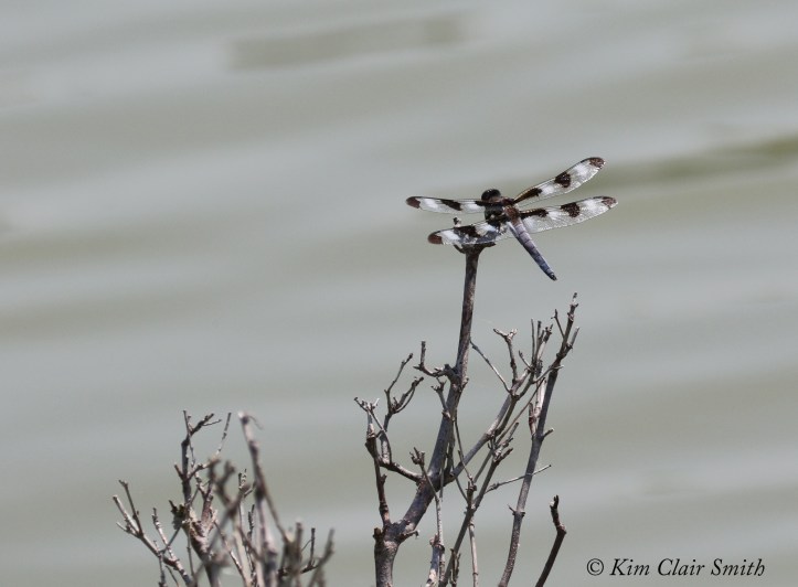 Twelve-spotted skimmer