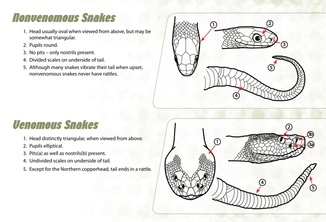Venomous vs non-venomous snakes Ohio DNR